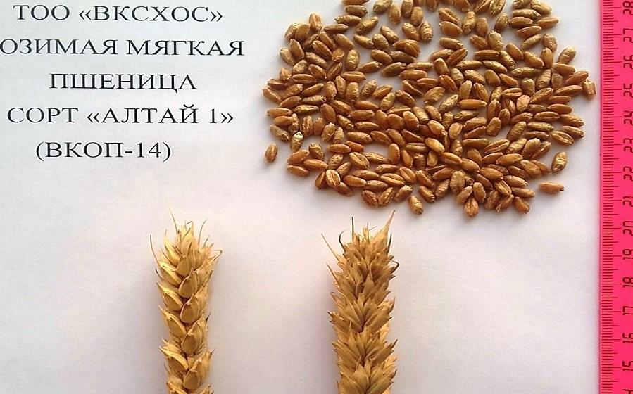 Новый сорт озимой мягкой пшеницы вывели ученые Казахстана