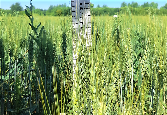 Новый высоко засухоустойчивый сорт пшеницы совместно вывели ученые Казахстана и Китая 