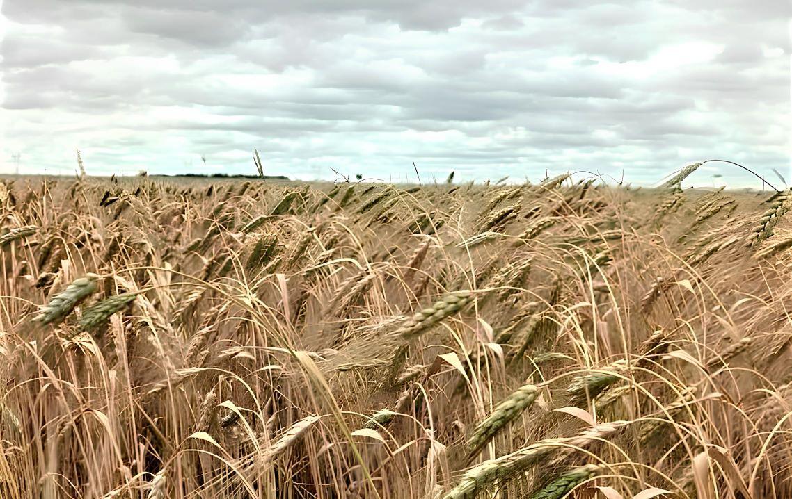 Рынок зерна «зашевелился» в Казахстане. Фиксируется плавный рост цен