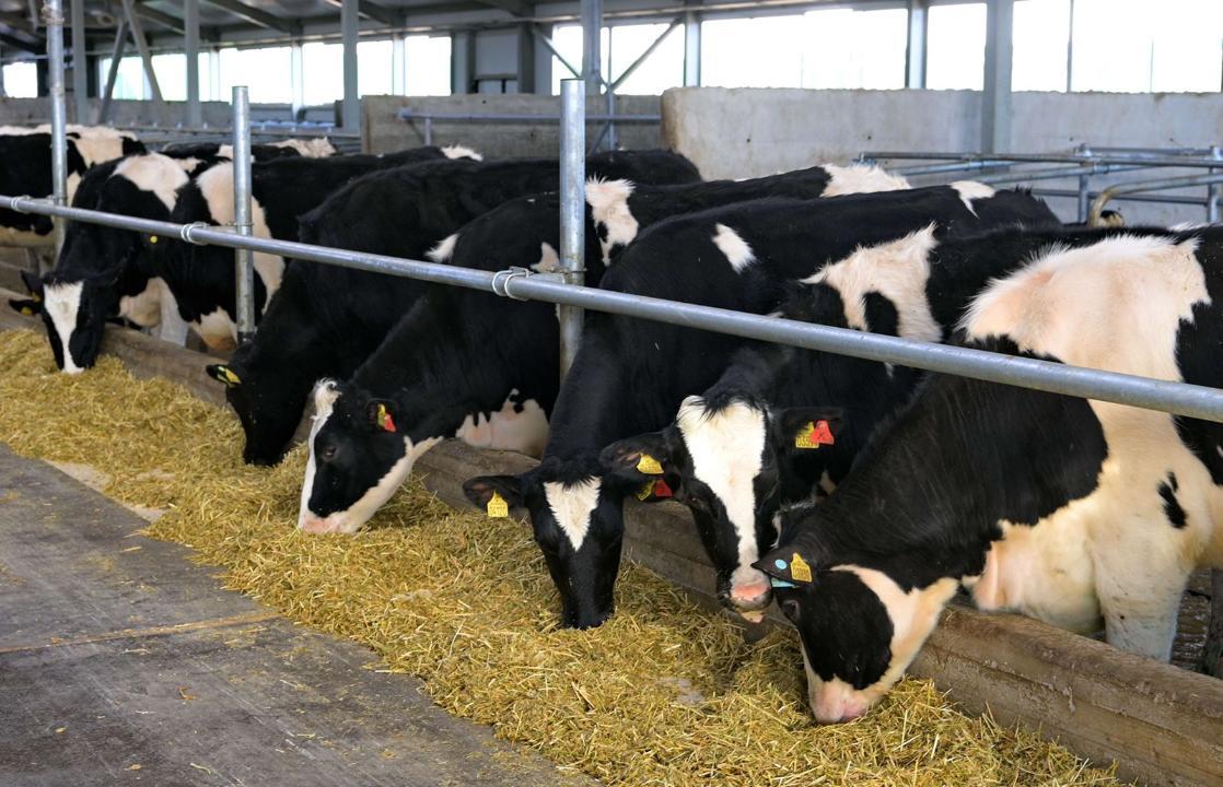 Молочно-товарную ферму ввели в Павлодарской области
