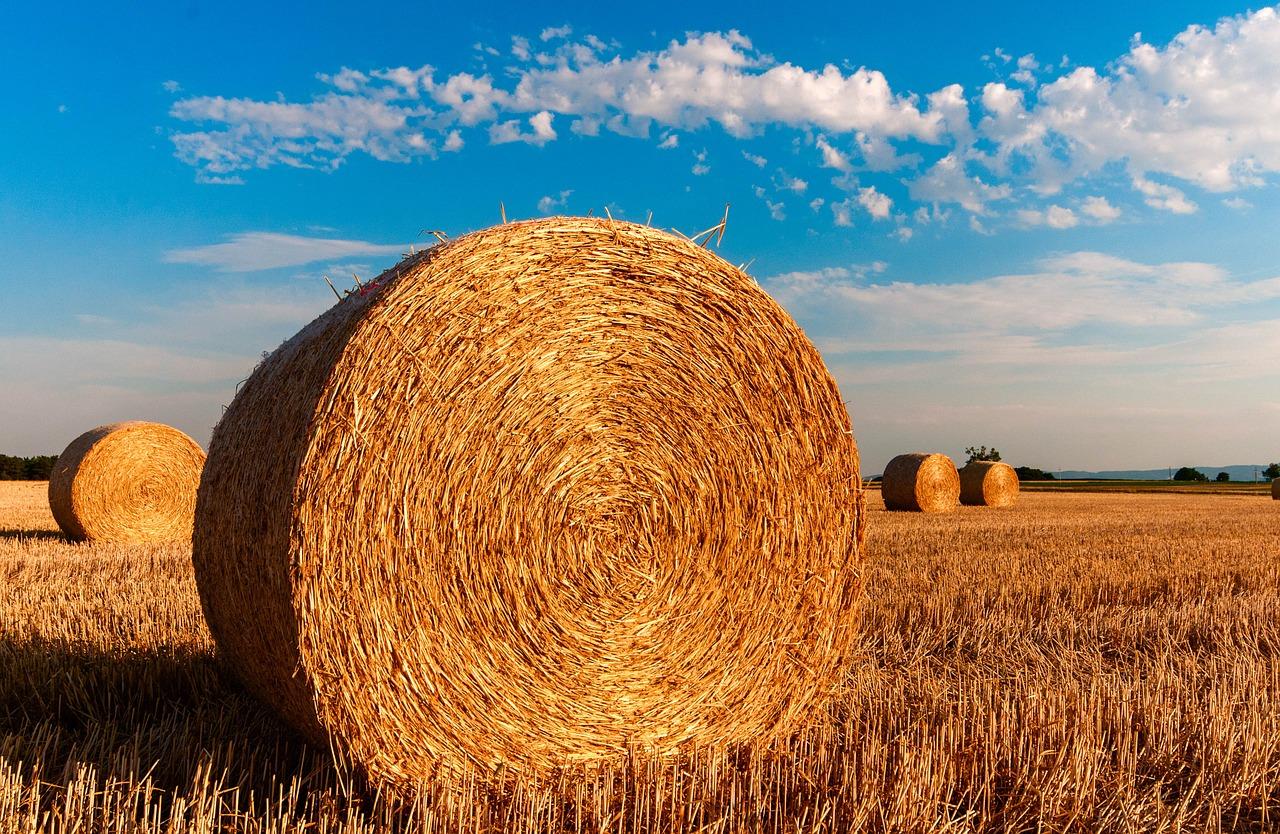 Научные агроисследования не доходят до фермера в Казахстане