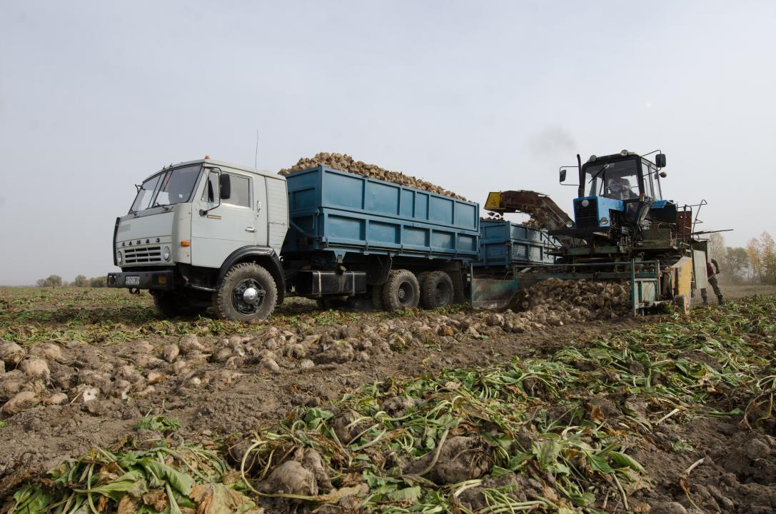 Будут ли выращивать сахарную свеклу в Казахстане в 2023 году?