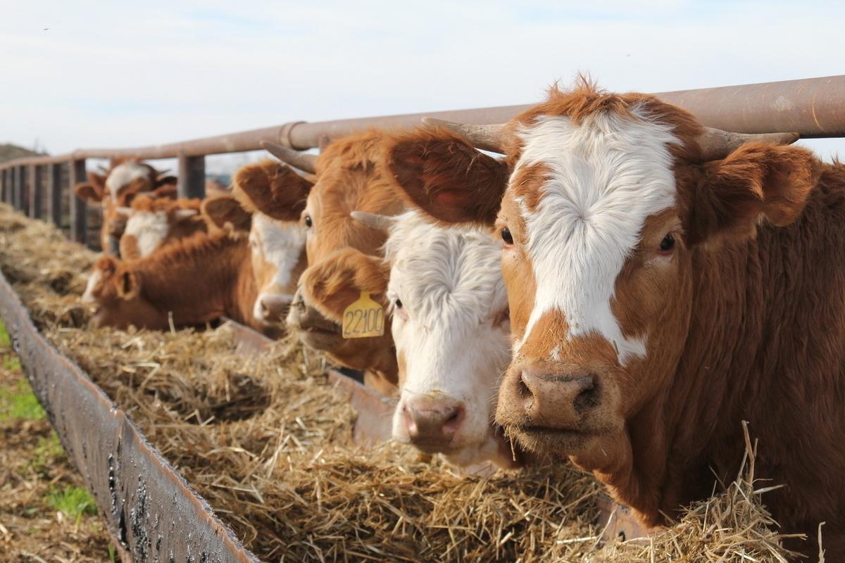 Субсидии на импорт мясного скота оказались не востребованы в Карагандинской области