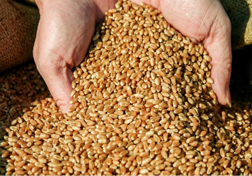 Продкорпорация снизила закупочную цену на пшеницу