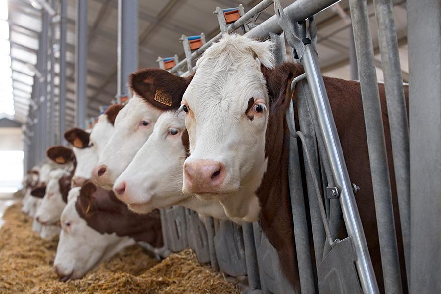Молочно-товарную ферму планирует построить крестьянин из Жамбылской области