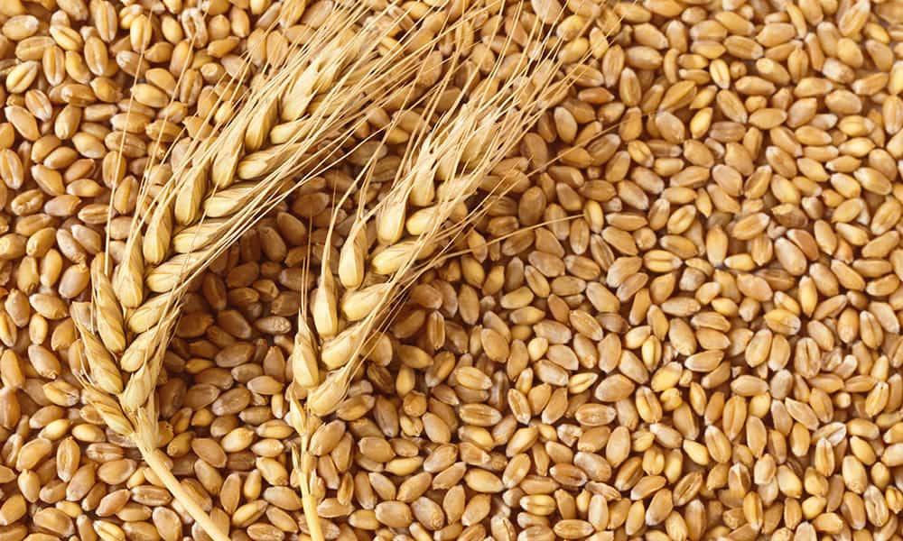 Казахстан импортировал рекордный объем пшеницы. Вся она завезена из России