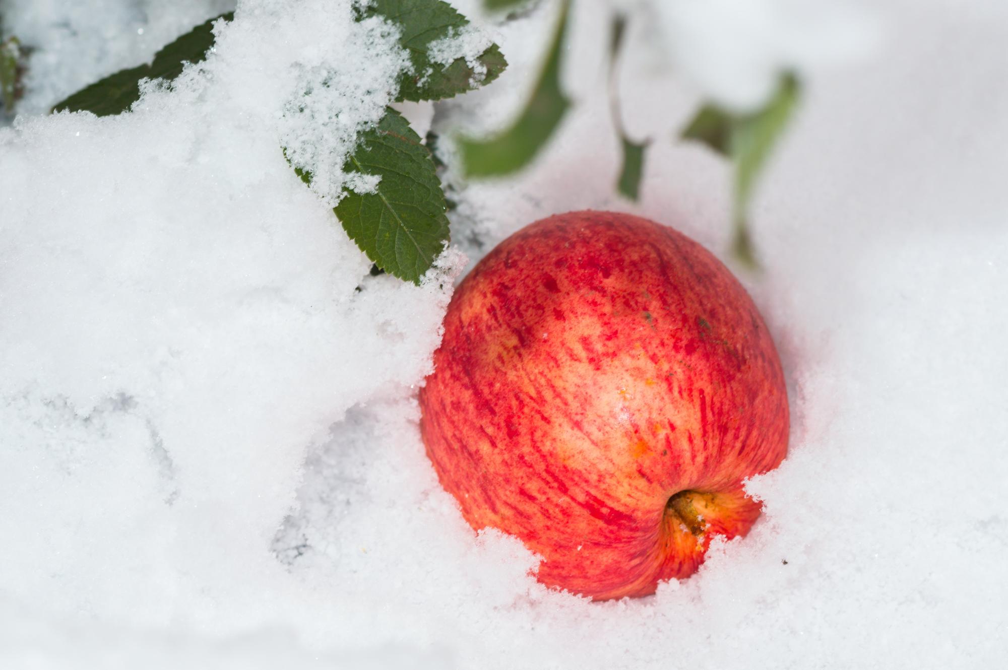 Казахстан теряет треть всего урожая яблок - эксперт