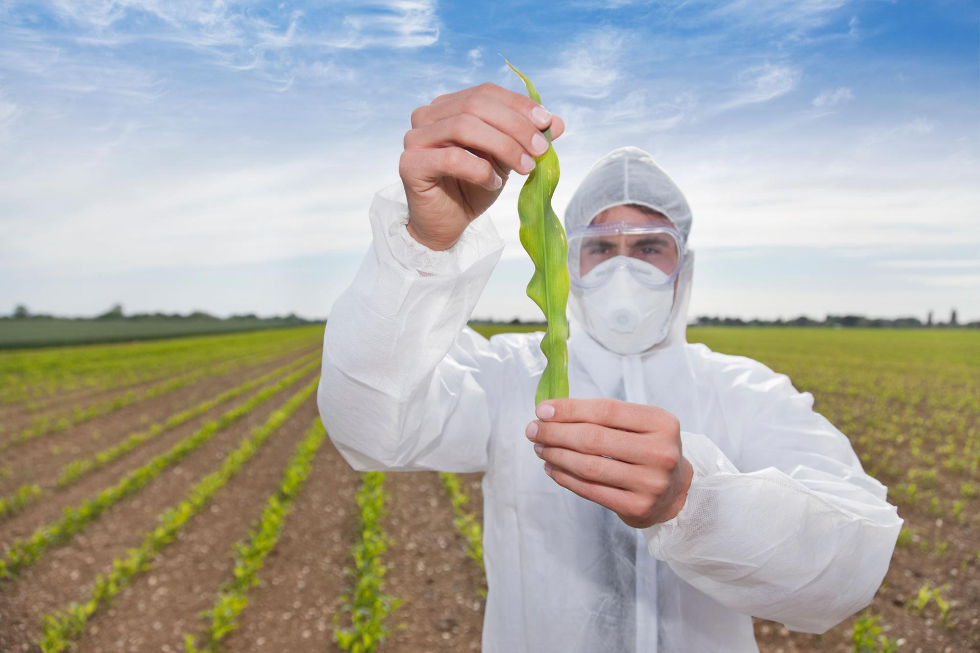 Первые пестициды. ГМО В сельском хозяйстве. Генная инженерия в растениеводстве. Генная инженерия в сельском хозяйстве. Ученые сельского хозяйства.