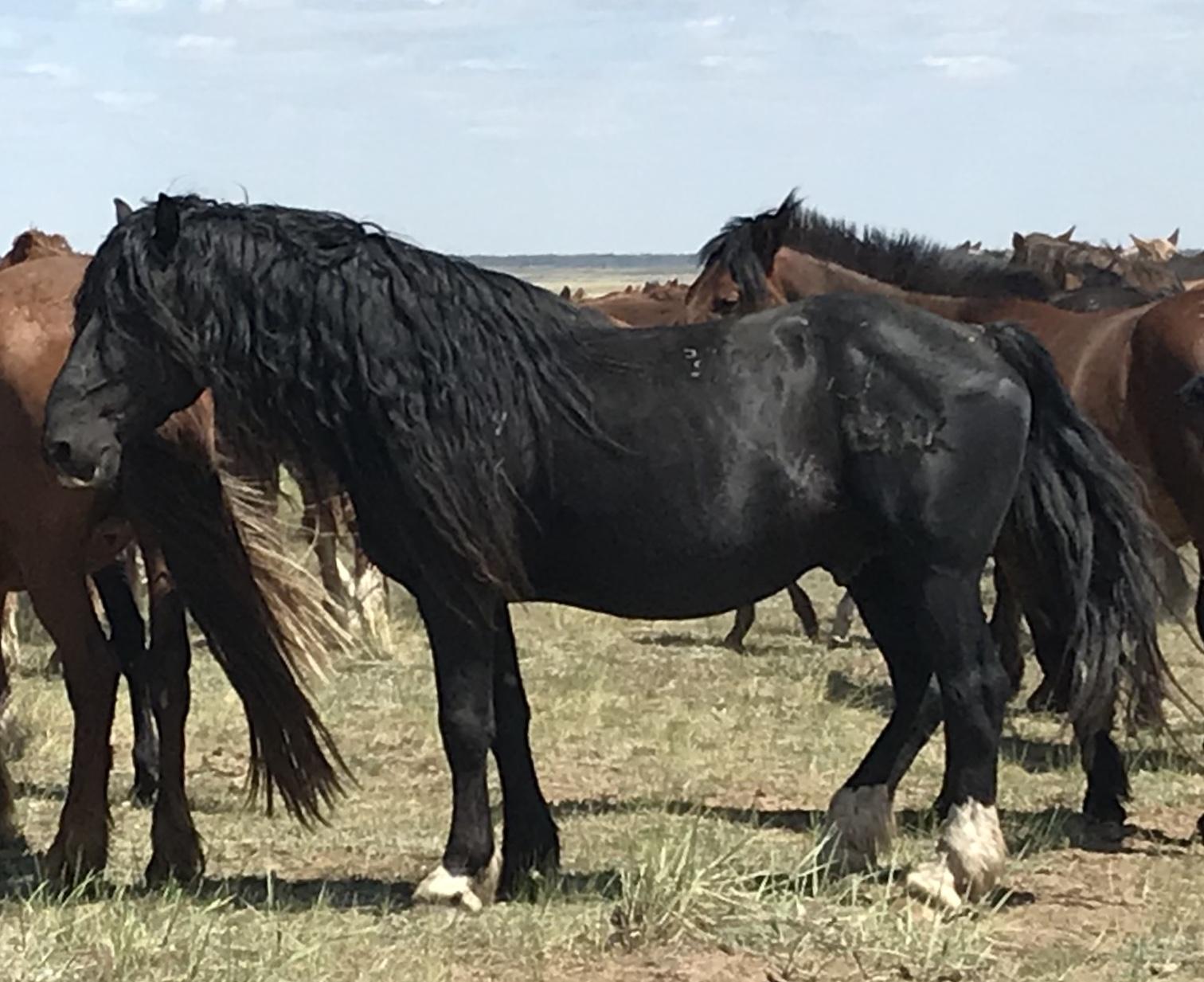 Первый в истории заводской тип казахской породы лошадей создали ученые 