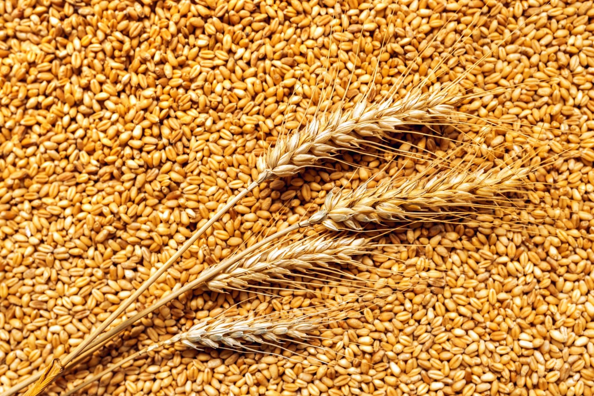 Зерновики просят властей закупить у них зерно по цене 125 тыс. тенге