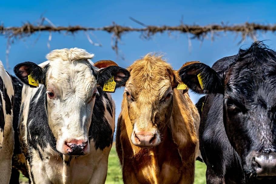 Вывоз скота запретили из Костанайской области