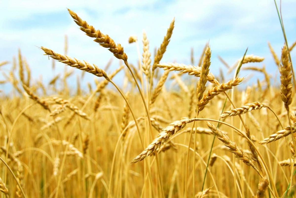 10 млн тонн высококачественной пшеницы ежегодно теряет Казахстан