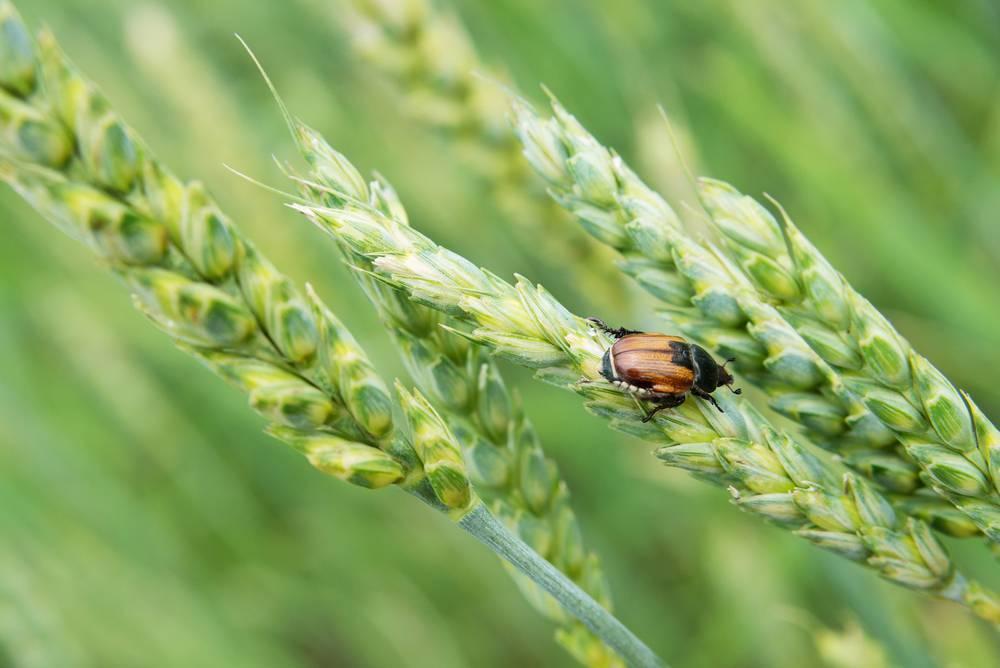 Увеличение потерь урожая зерна от вредителей прогнозируют в Казахстане в 2023 году