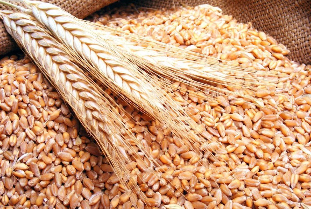 Экспортную пошлину на зерно понизят с июля в России