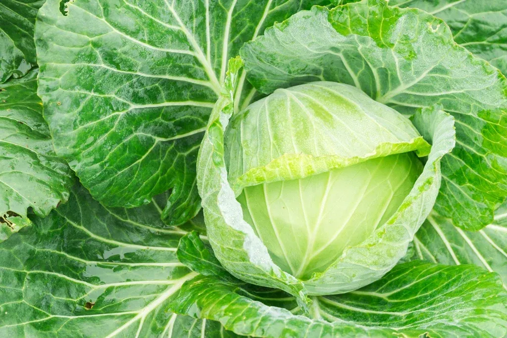 Хорошего урожая капусты ожидают на юге Казахстана