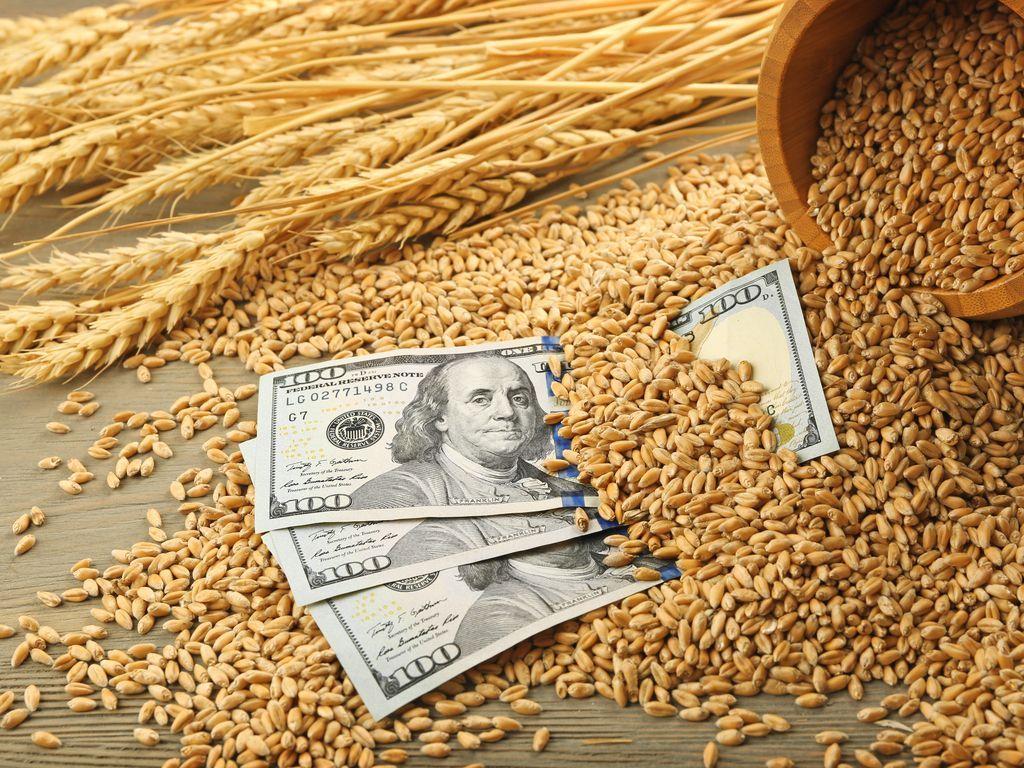 100 тыс. тенге за тонну: стоимость пшеницы продолжает падение 