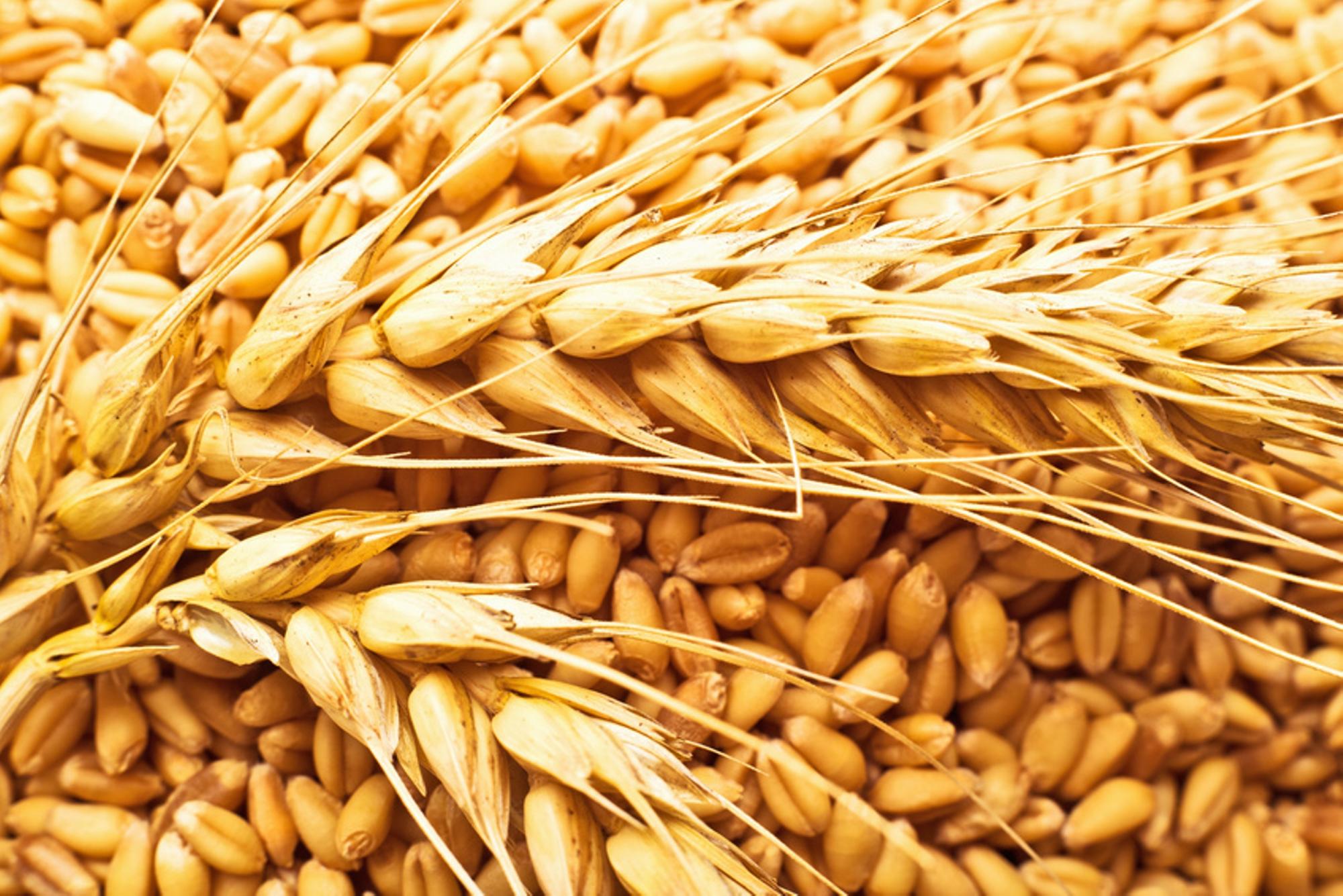 Казахстан не намерен снижать объем экспорта зерна в 2023 году