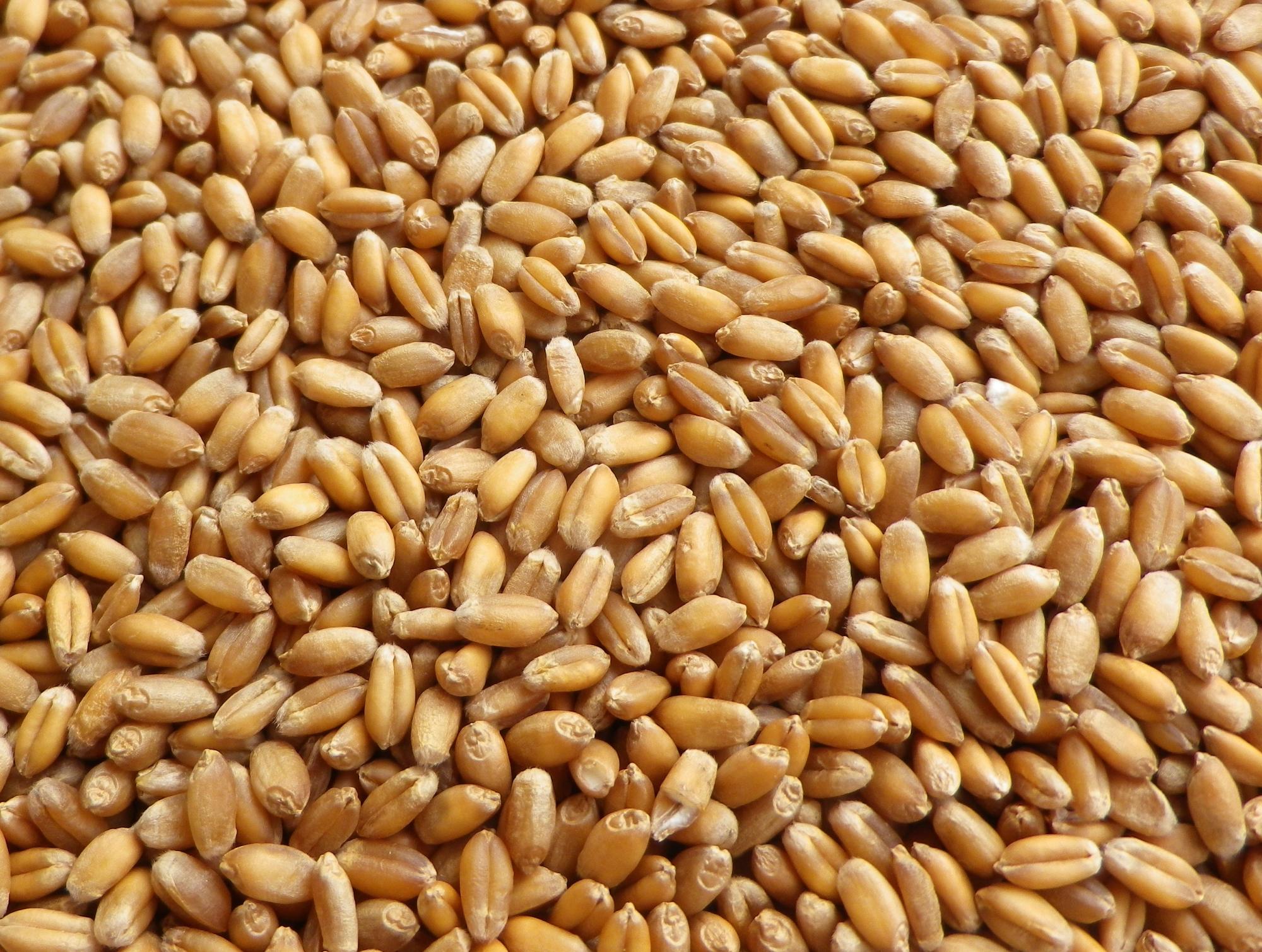 Цену на казахстанскую пшеницу диктуют импортеры