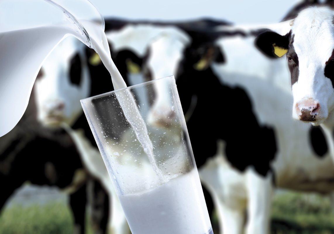 Количество коровьего молока падает из года в год. Перейдет ли Казахстан на растительное? 
