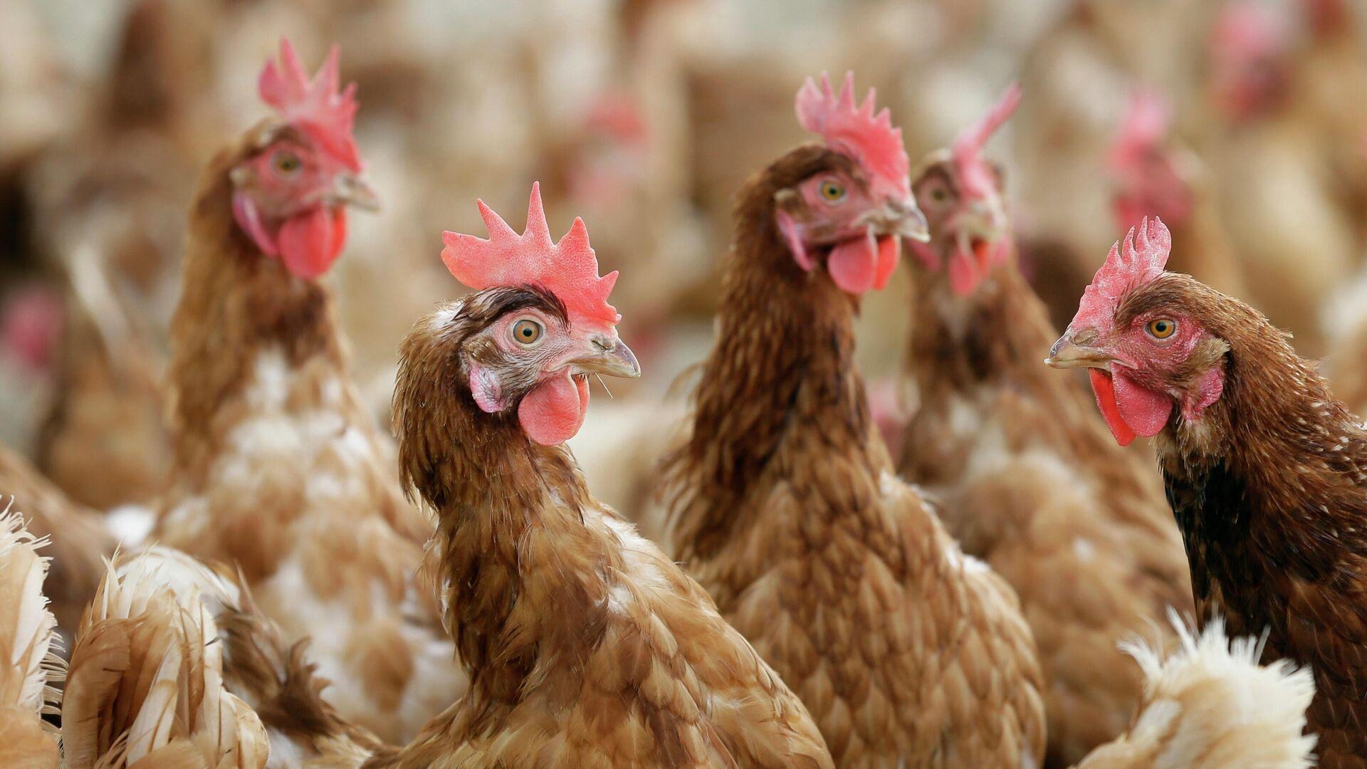 Почти 95% курятины в Актюбинской области закупается извне
