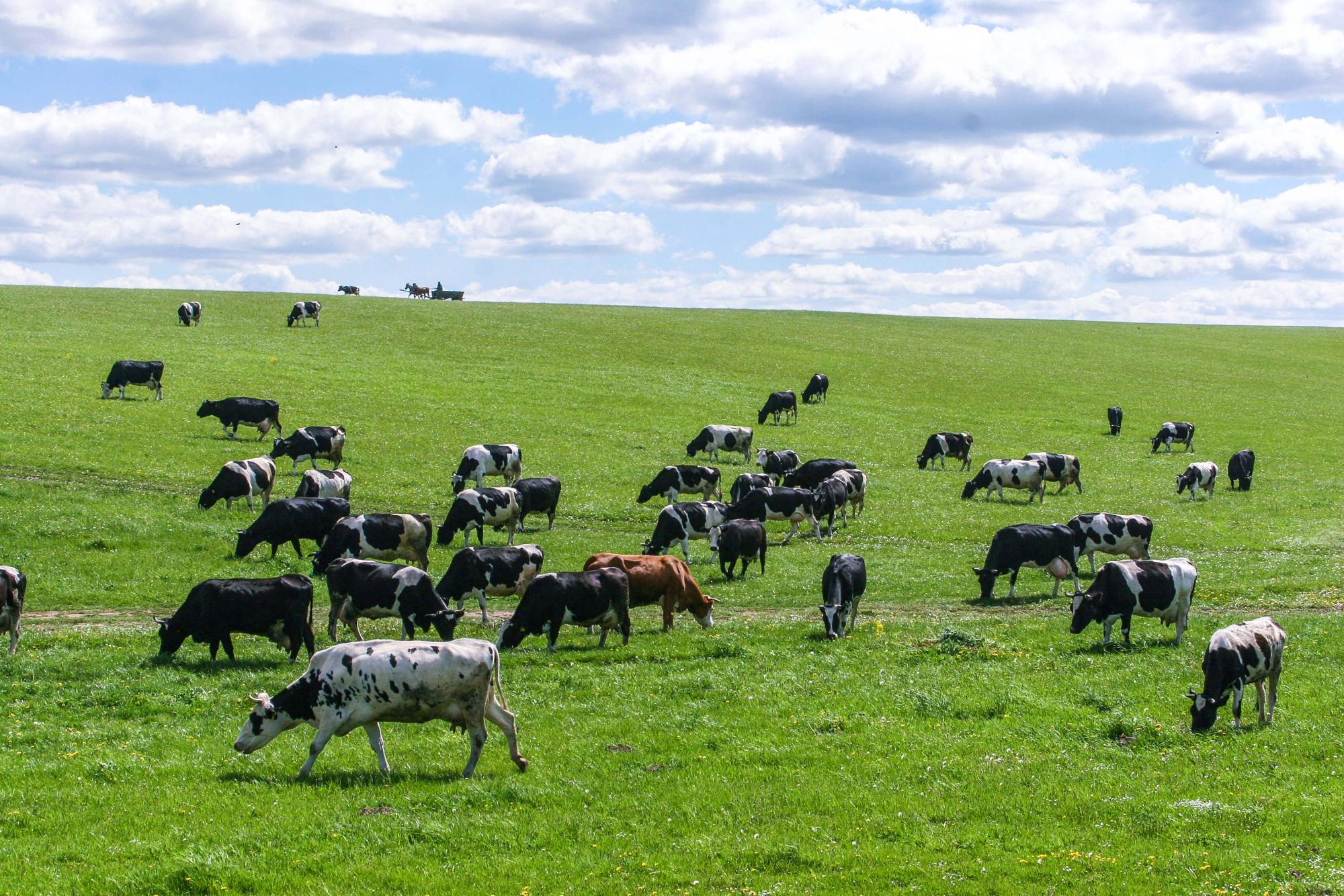 Норму количества скота на пастбище намерены увеличить в Казахстане