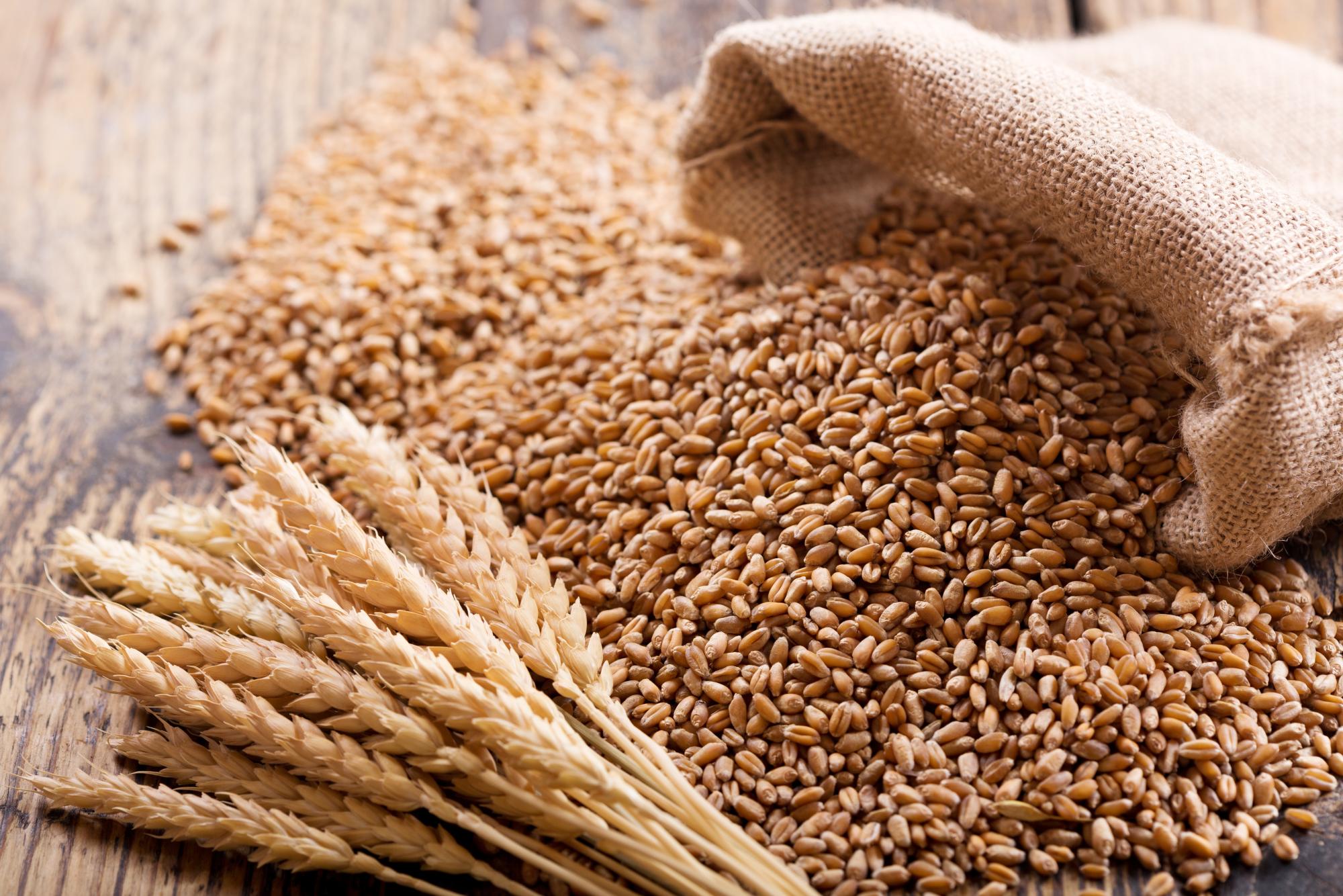 Рост производства казахстанской пшеницы поднял мировое значение выше 800 млн тонн