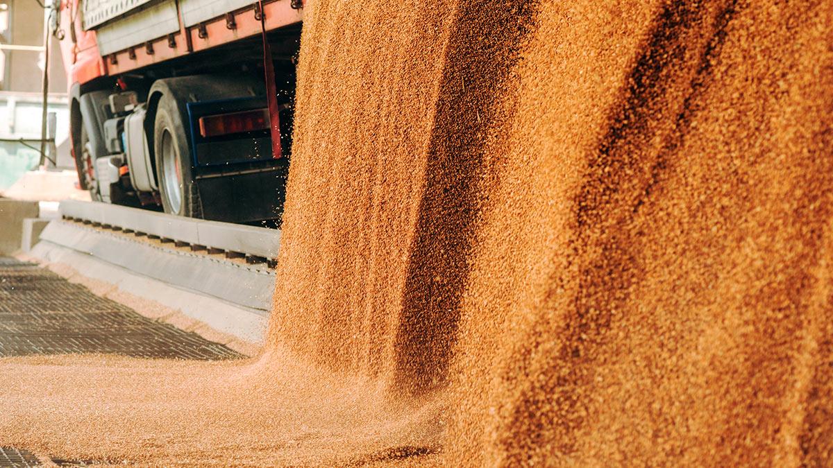 Россия намерена увеличить экспорт зерна в Китай