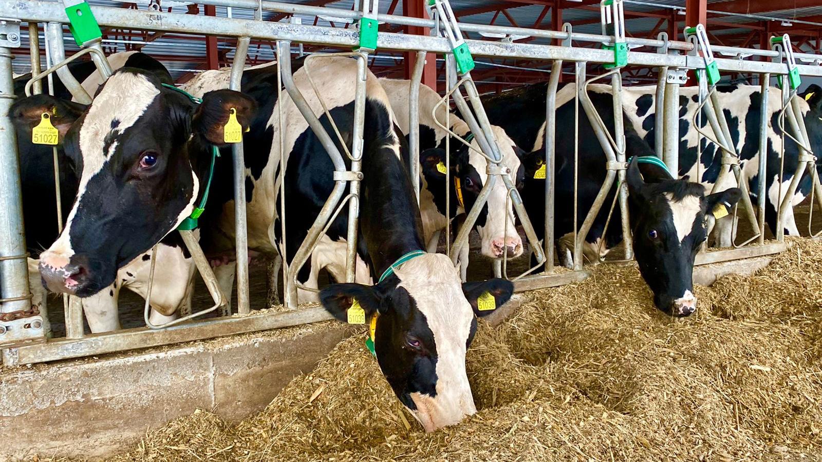 Власти Акмолинской области просят фермеров срочно начать строить молочные фермы 