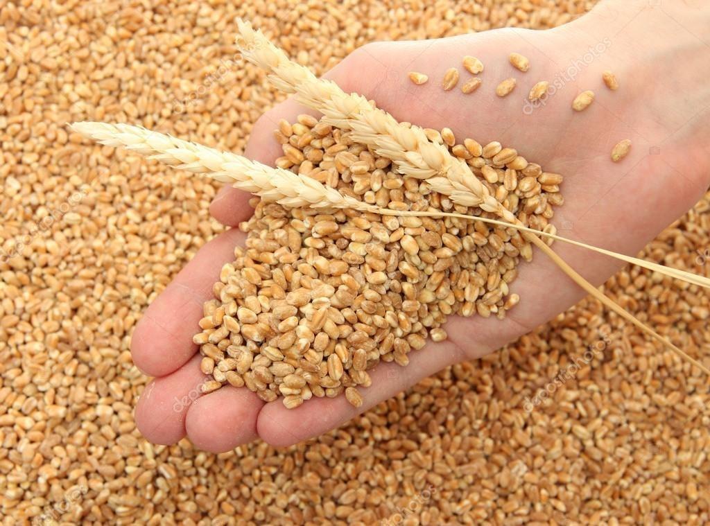Цена на пшеницу осенью упадет еще ниже 