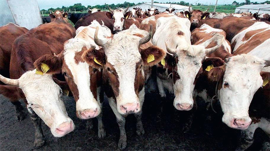Мясо ищут по всей стране перерабатывающие заводы Казахстана