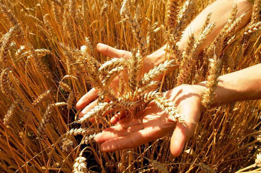 Стоит ли Казахстану дальше выращивать пшеницу?