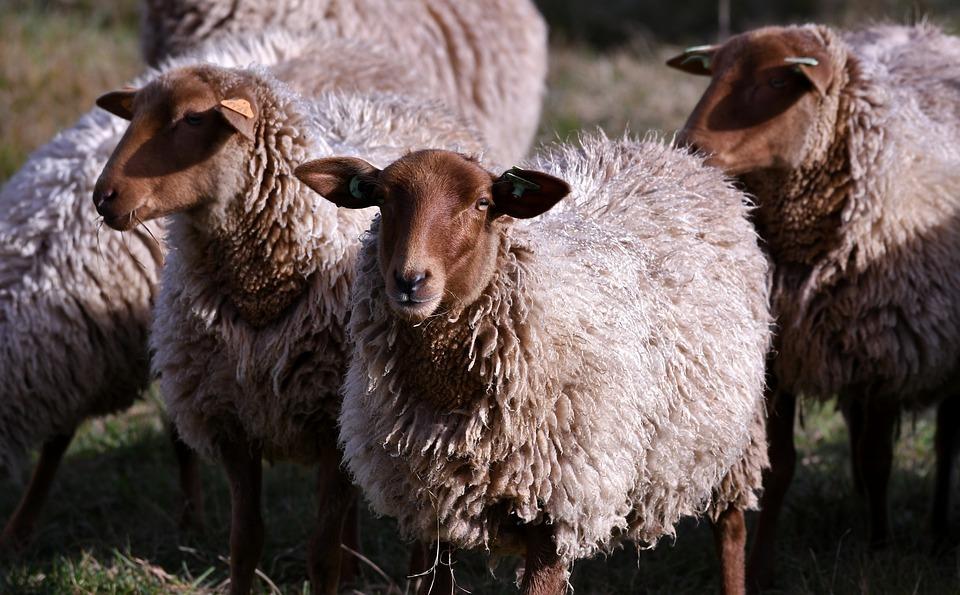 Бруцеллез выявлен у овец в Кызылординской области