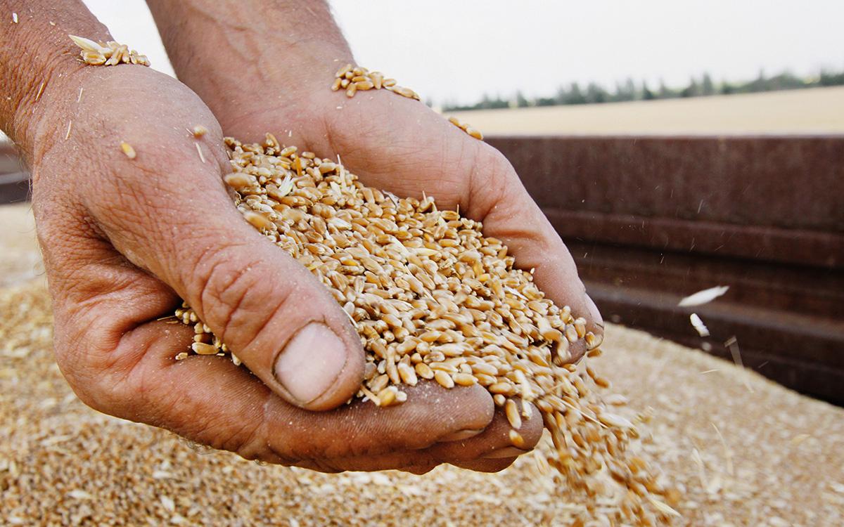 Китай отказался покупать российское зерно