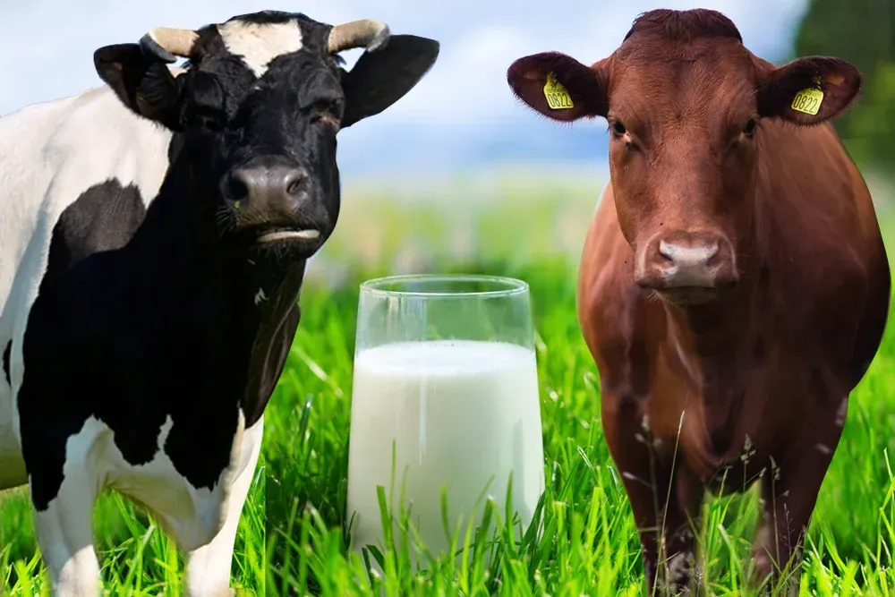 Россия продолжит «давить» молочный рынок Казахстана
