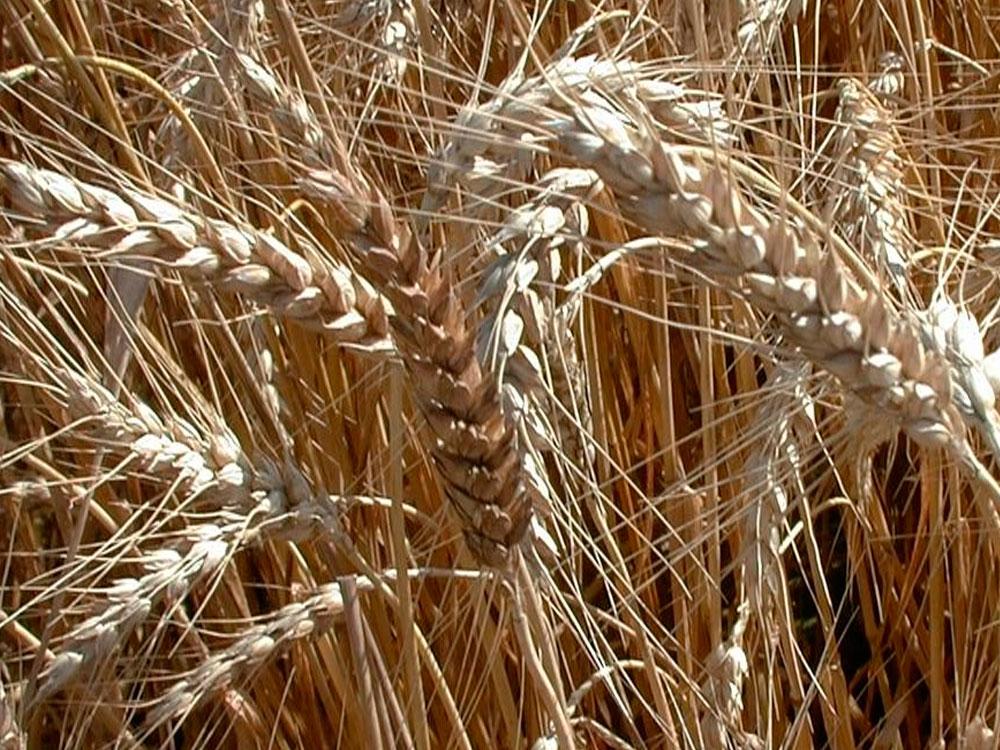 Озимую пшеницу впервые вырастили аграрии Южного Казахстана