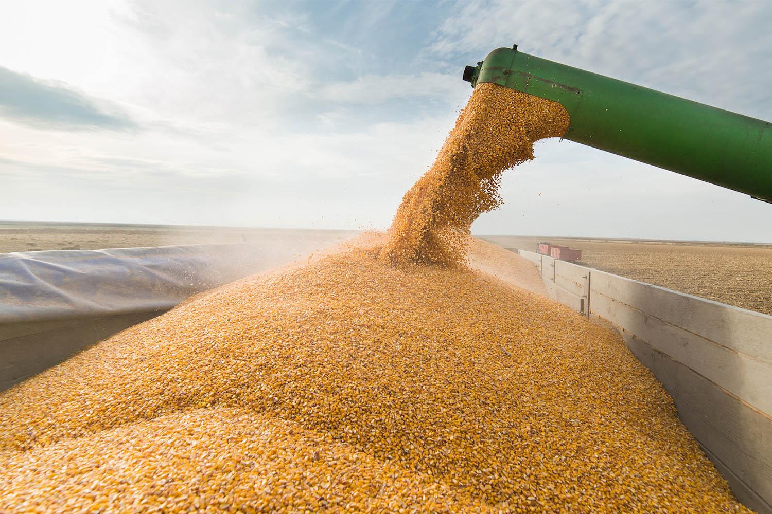 Казахстан нарастил поставки пшеницы в Европу 