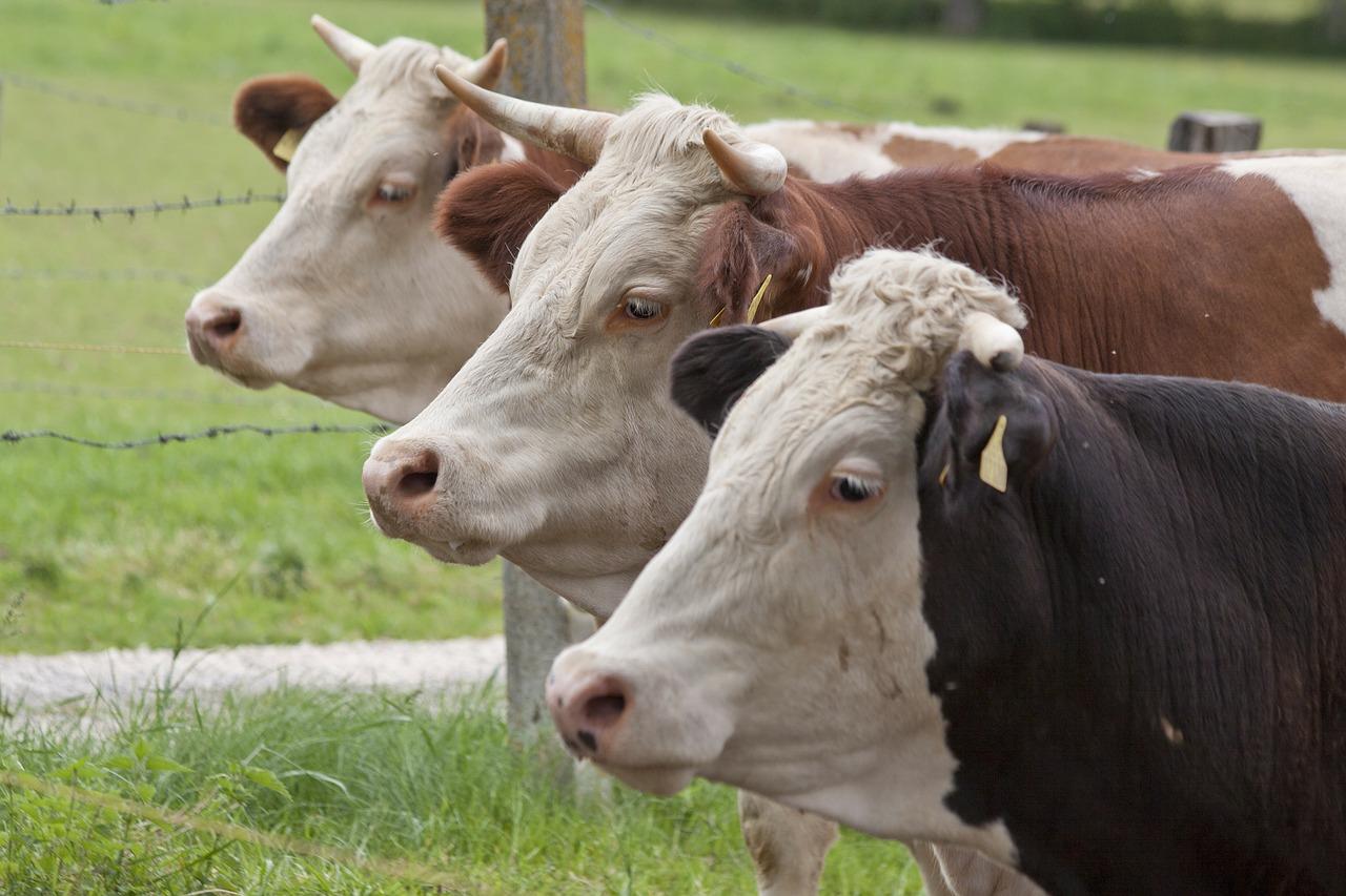 Массовый забой скота прогнозируют в Казахстане из-за новой реформы в субсидировании