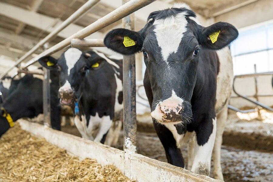 Молочно-товарную ферму стоимостью 1,7 млрд тенге введут в Северном Казахстане этим летом