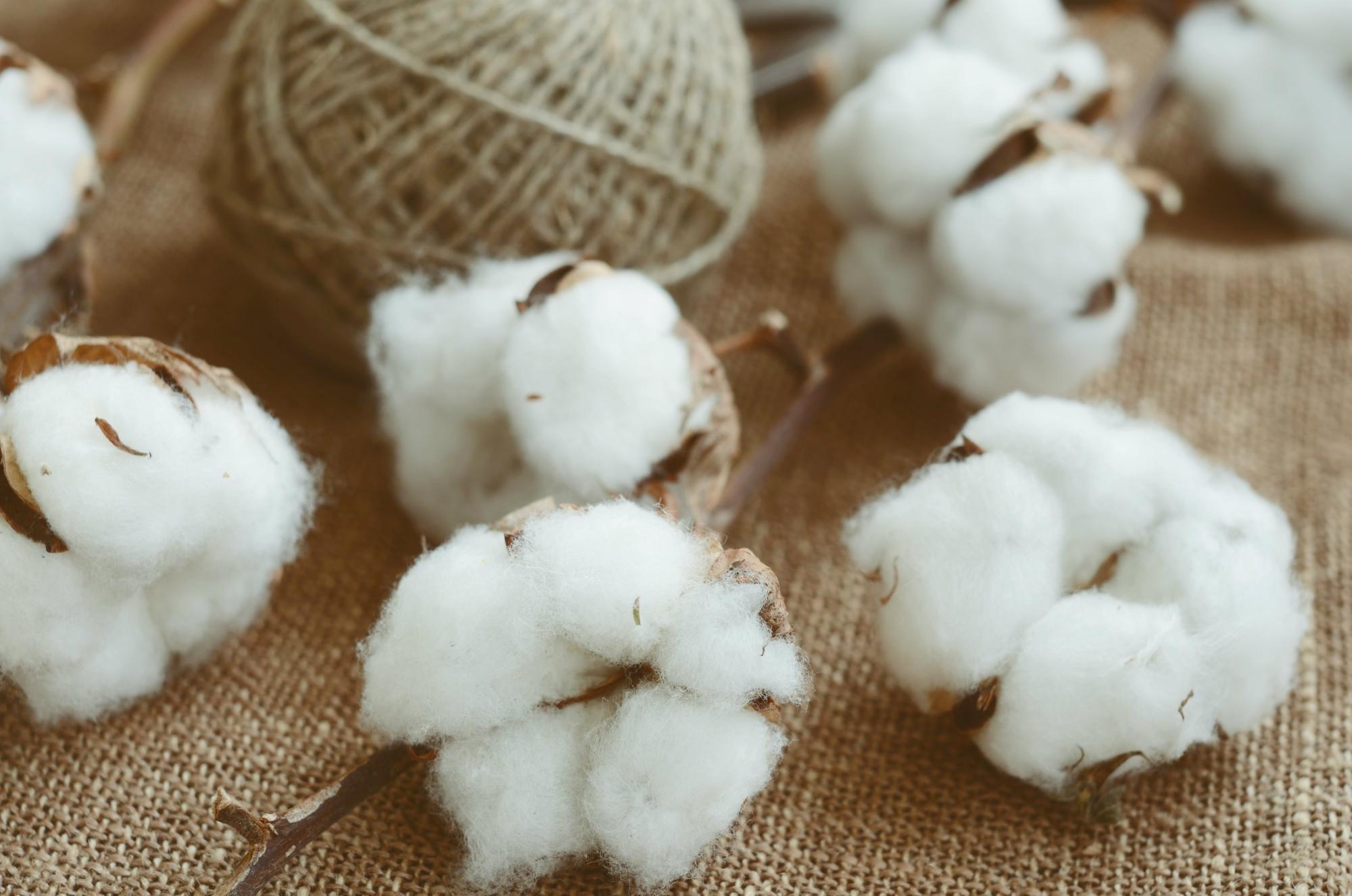 Казахстан сам будет перерабатывать свой хлопок на 100% к 2027 году - акимат  - АПК Новости