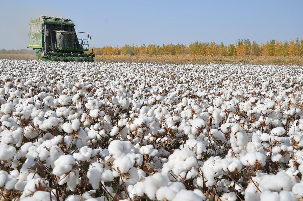 Китай инвестирует $46 млн в выращивание хлопка в Казахстане