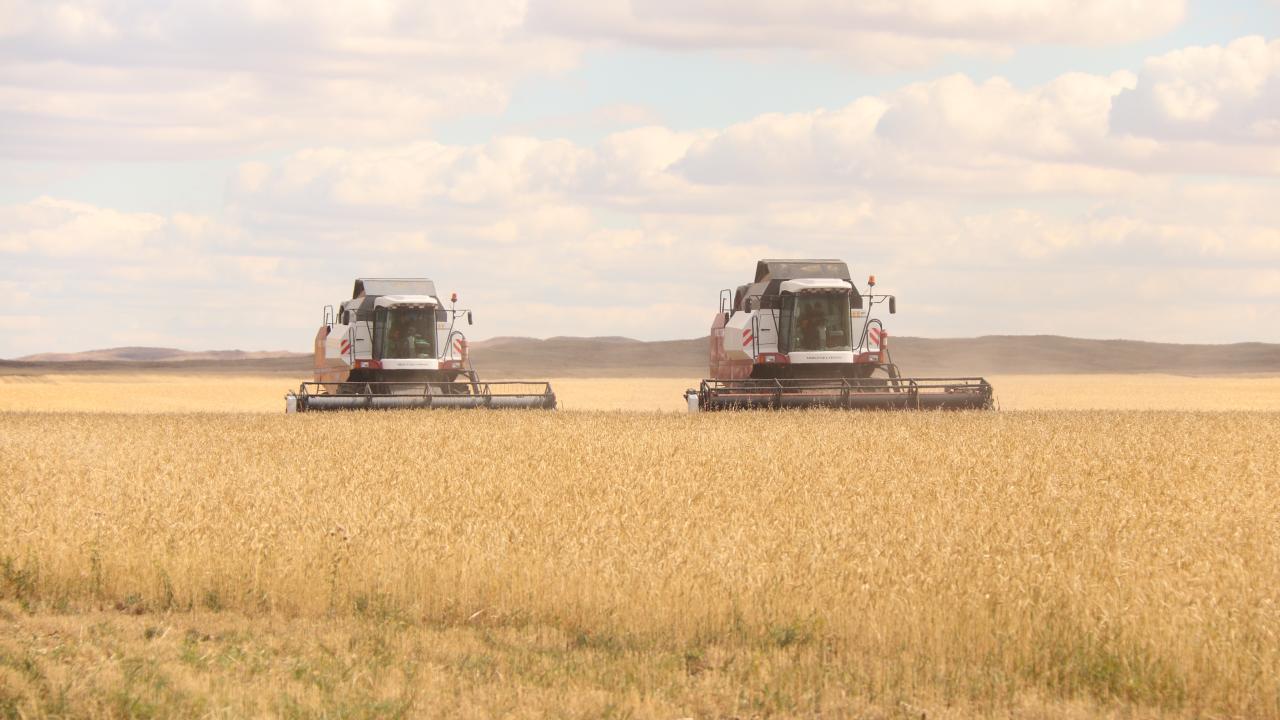 Порядка 1 млн тонн зерна планируют собрать в Карагандинской области - АПКНовости