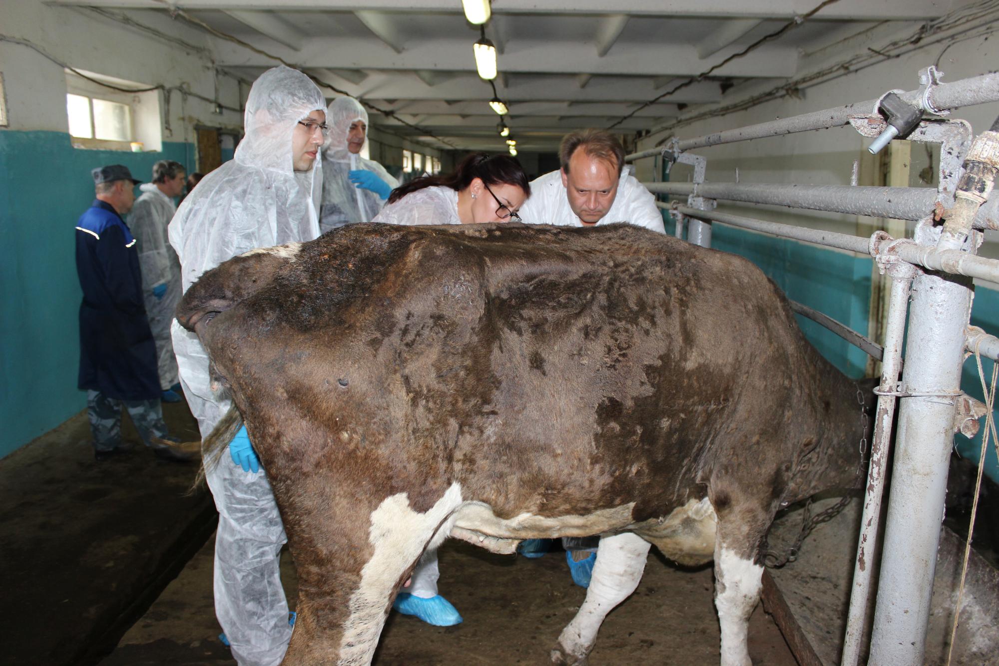Сибирская язва выявлена у скота в Акмолинской области. Введен карантин