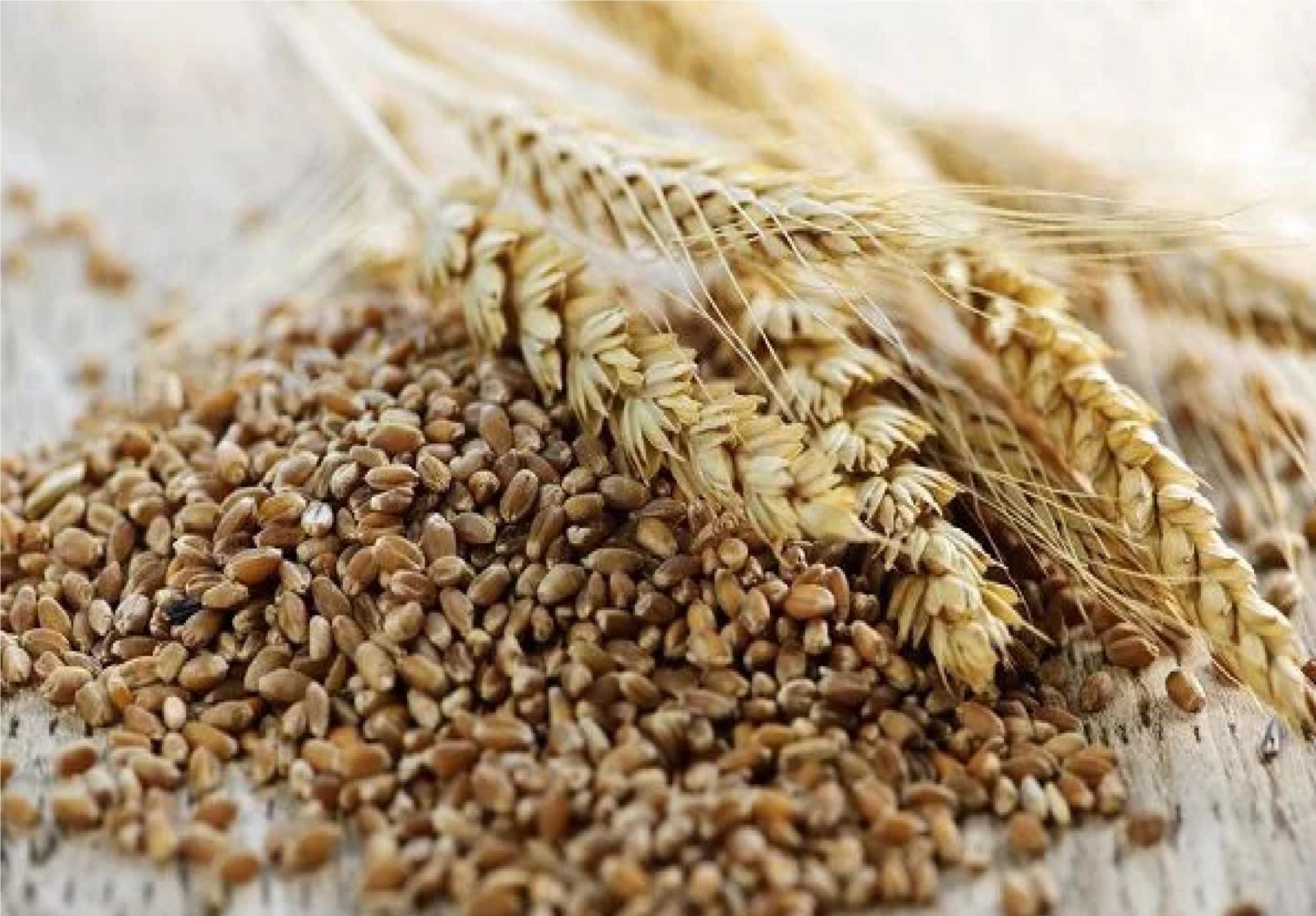 Низкое качество зерна констатируют во многих регионах России