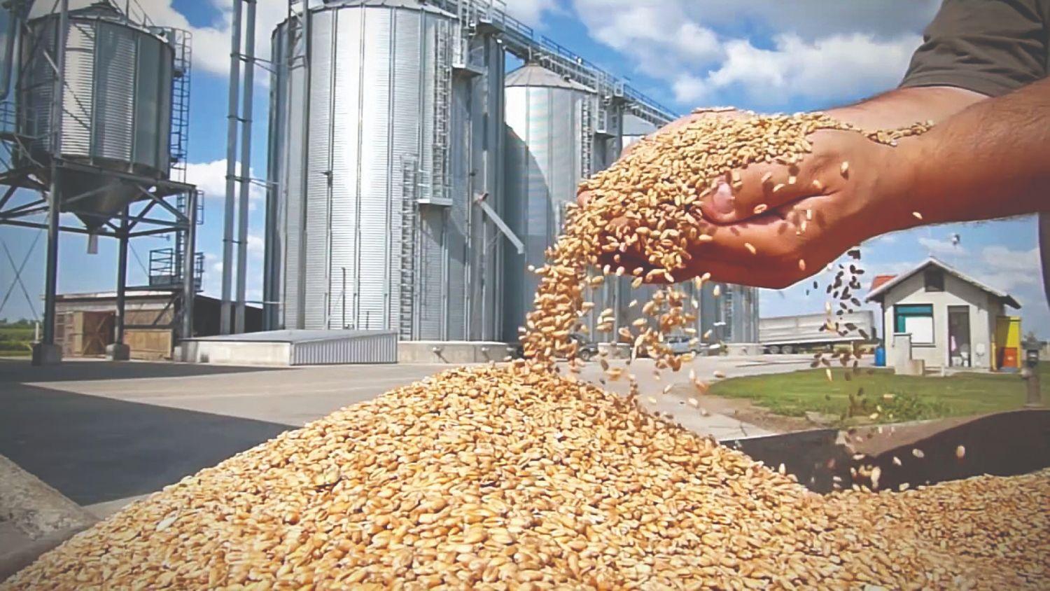 Экспорт зерна вырос на 40% за год 