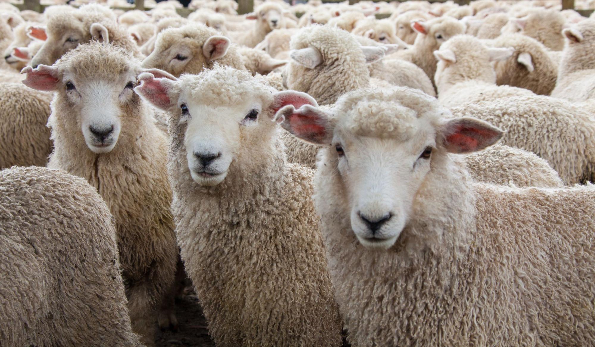 Программу развития овцеводства запустили в Казахстане