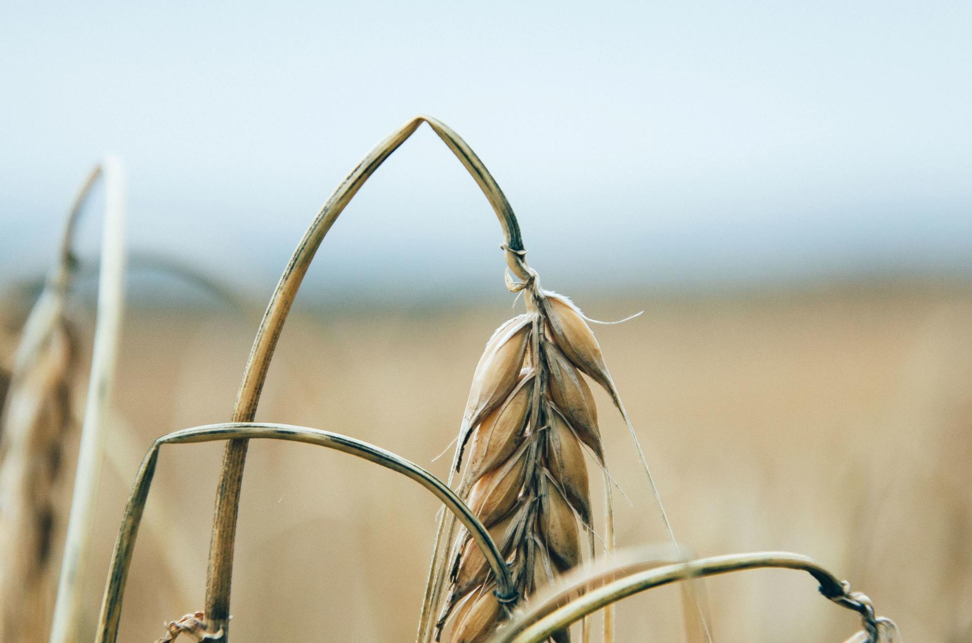 Свыше 5 млн тонн зерна собрали в Казахстане. Это вдвое меньше, чем год назад