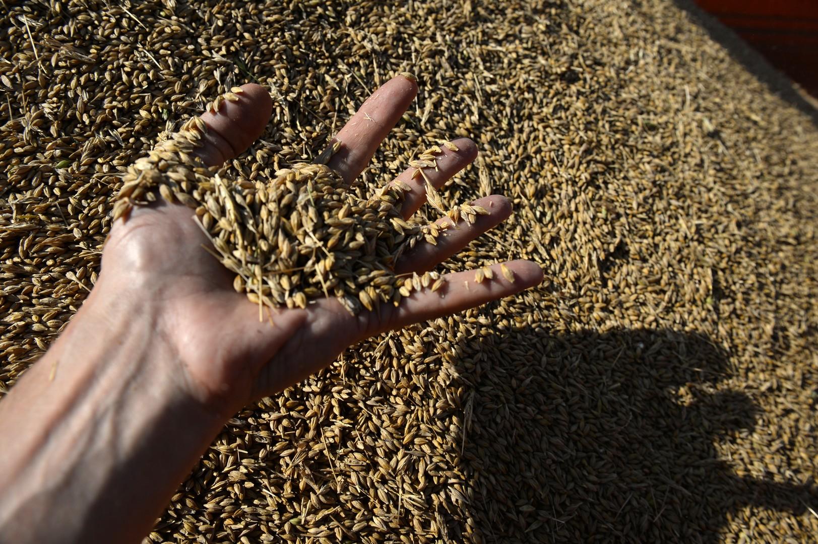 80% пшеницы потеряет Казахстан. Ущерб аграриев составит $2,8 млрд