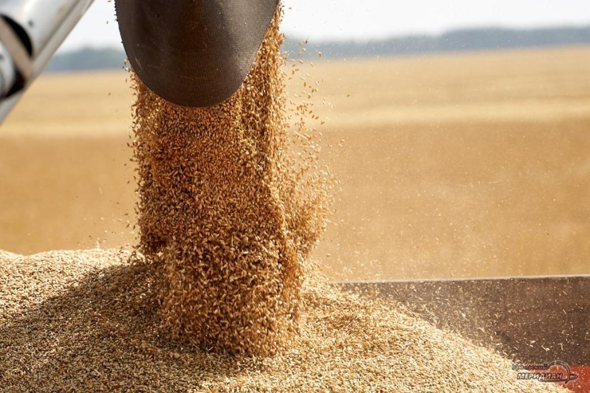 Рост цен на пшеницу – это временная игра на повышение, считают трейдеры