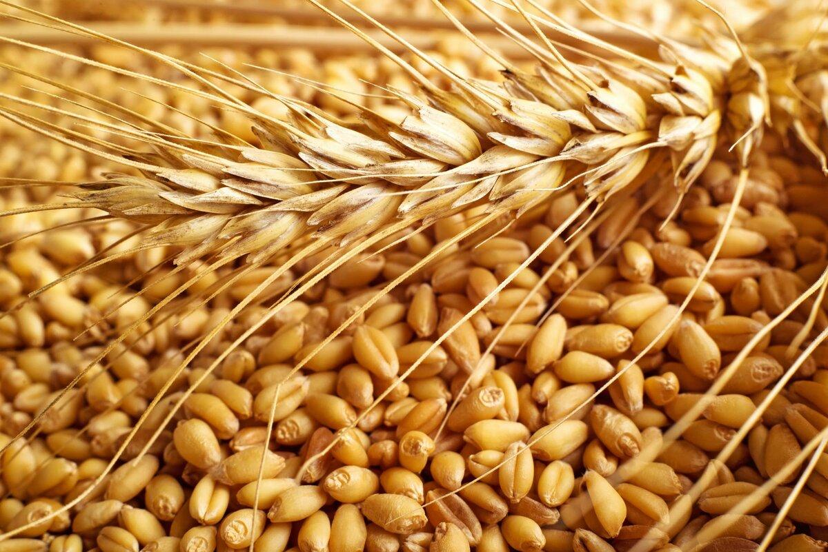 Продкорпорация продлила срок поставки зерна по форвардным контрактам до 1 ноября 