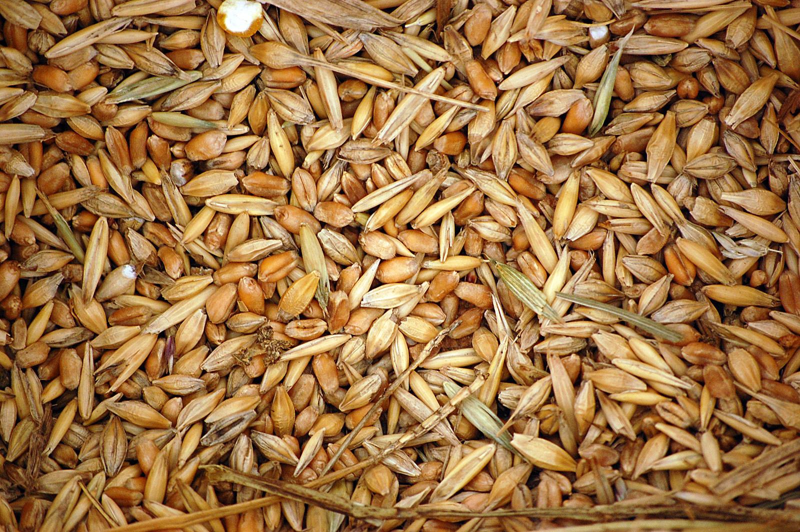 Зерна пшеницы и овса. Зерносмесь ячмень пшеница. Пшеница ячмень ,Вика зерносмесь. Зерносмесь (пшеница+ячмень+кукуруза зерно+семечки). Зерноотходы кукурузы 1 сорт.